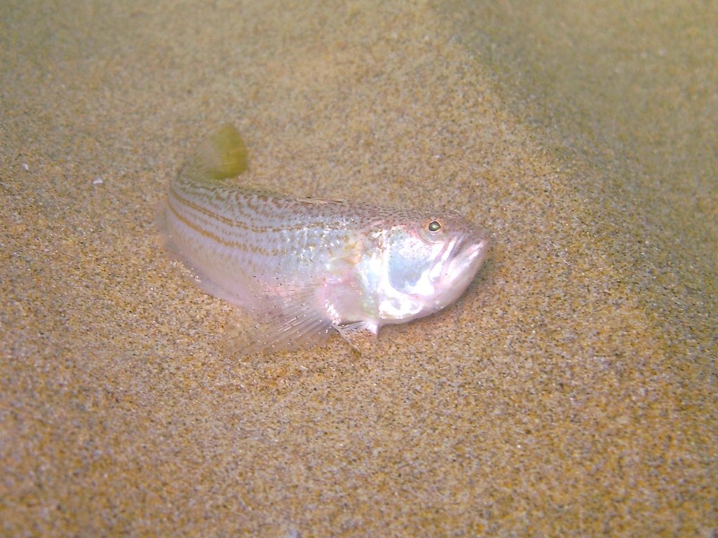 Echiichthys vipera (Cuvier, 1829)